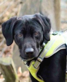 Jojo, Mischling - Rüde