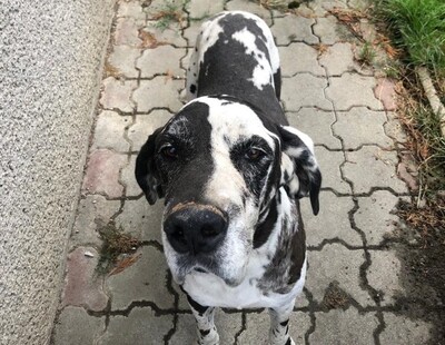 Joker, Dogge - Rüde