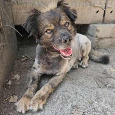 💥Joker hat einen sehr süßen Charakter und ist sehr freundlich und anhänglich gegenüber Menschen außerdem ist er sehr sanft 💥, Mischling - Rüde
