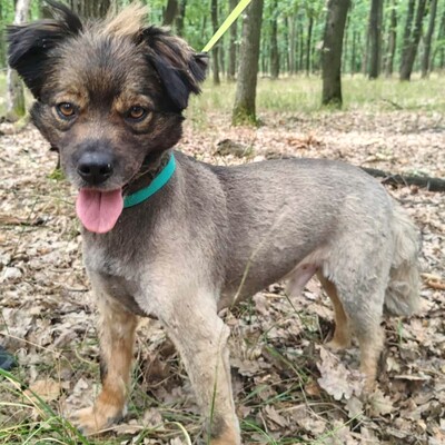 💥Joker hat einen sehr süßen Charakter und ist sehr freundlich und anhänglich gegenüber Menschen außerdem ist er sehr sanft 💥, Mischling - Rüde