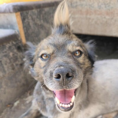 💥Joker hat einen sehr süßen Charakter und ist sehr freundlich und anhänglich gegenüber Menschen außerdem ist er sehr sanft 💥, Mischling - Rüde