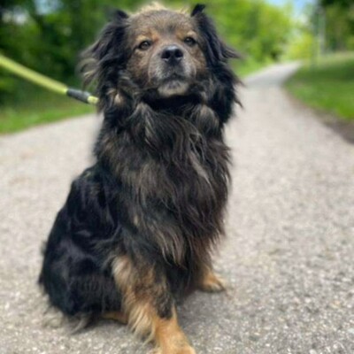 💥Joker hat einen sehr süßen Charakter und ist sehr freundlich und anhänglich gegenüber Menschen außerdem ist er sehr sanft 💥, Mischling - Rüde