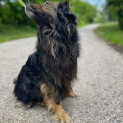 💥Joker hat einen sehr süßen Charakter und ist sehr freundlich und anhänglich gegenüber Menschen außerdem ist er sehr sanft 💥, Mischling - Rüde