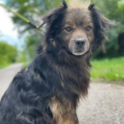 💥Joker hat einen sehr süßen Charakter und ist sehr freundlich und anhänglich gegenüber Menschen außerdem ist er sehr sanft 💥, Mischling - Rüde