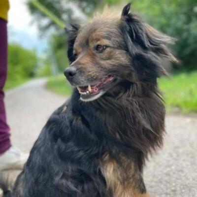 💥Joker hat einen sehr süßen Charakter und ist sehr freundlich und anhänglich gegenüber Menschen außerdem ist er sehr sanft 💥, Mischling - Rüde