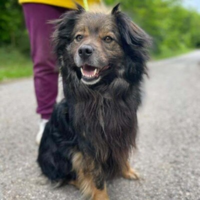 💥Joker hat einen sehr süßen Charakter und ist sehr freundlich und anhänglich gegenüber Menschen außerdem ist er sehr sanft 💥, Mischling - Rüde