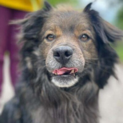 💥Joker hat einen sehr süßen Charakter und ist sehr freundlich und anhänglich gegenüber Menschen außerdem ist er sehr sanft 💥, Mischling - Rüde