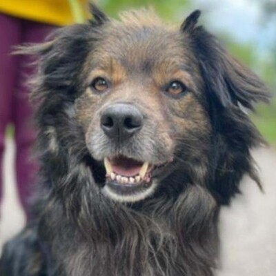 💥Joker hat einen sehr süßen Charakter und ist sehr freundlich und anhänglich gegenüber Menschen außerdem ist er sehr sanft 💥, Mischling - Rüde