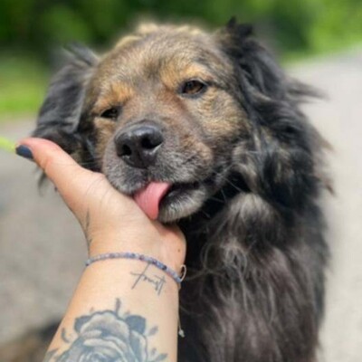 💥Joker hat einen sehr süßen Charakter und ist sehr freundlich und anhänglich gegenüber Menschen außerdem ist er sehr sanft 💥, Mischlingsrüde - Rüde