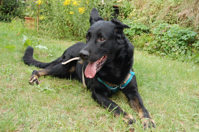 Joko, Deutscher Schäferhund-Mix - Rüde
