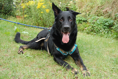 Joko, Deutscher Schäferhund-Mix - Rüde