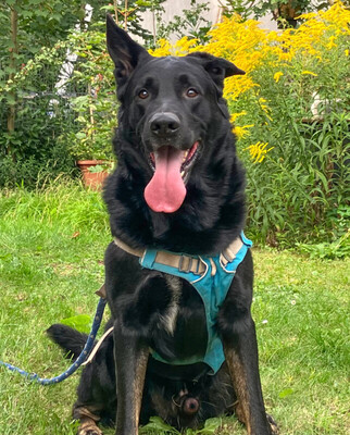 Joko, Deutscher Schäferhund-Mix - Rüde