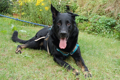 Joko, Deutscher Schäferhund-Mix - Rüde