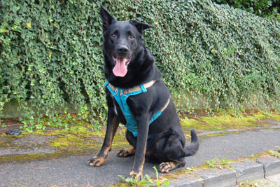 Joko, Deutscher Schäferhund-Mix - Rüde