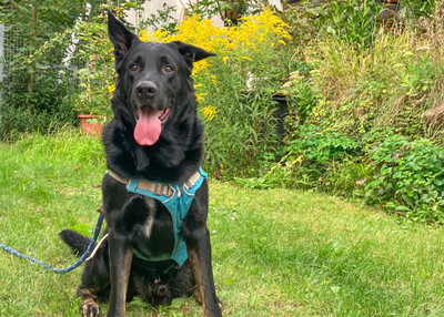 Joko, Deutscher Schäferhund-Mix - Rüde