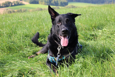 Joko, Deutscher Schäferhund-Mix - Rüde