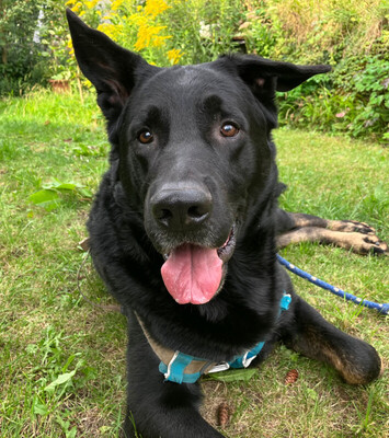 Joko, Deutscher Schäferhund-Mix - Rüde