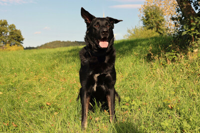 Joko, Deutscher Schäferhund-Mix - Rüde
