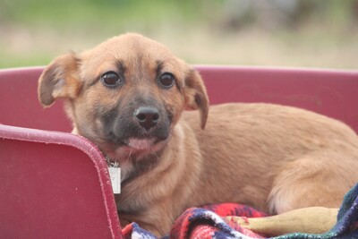 Jola, Mischling Welpen - Hündin