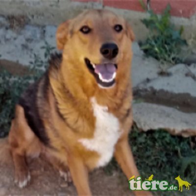 Jolene sucht ein xl Körbchen🐶💖, Nette Mischlingshündin - Hündin, Mischling - Hündin