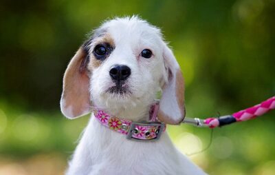 Jolie, Jack-Russel-Mix Welpen - Hündin