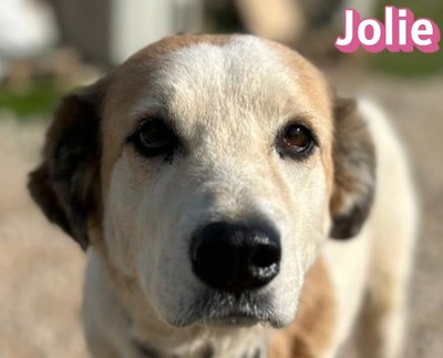 Jolie, Mischling - Hündin