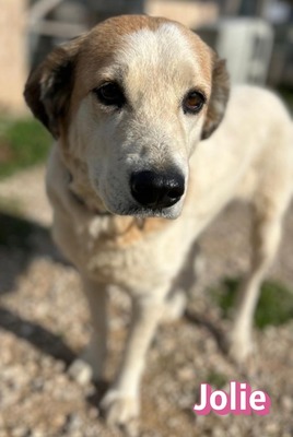 Jolie, Mischling - Hündin