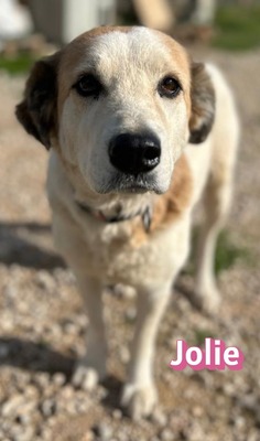 Jolie, Mischling - Hündin