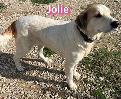 Jolie, Mischling - Hündin