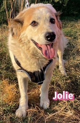 Jolie, Mischling - Hündin