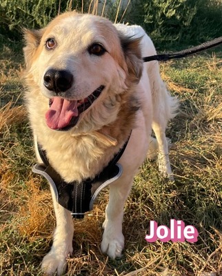 Jolie, Mischling - Hündin