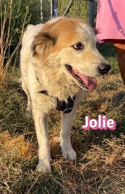 Jolie, Mischling - Hündin