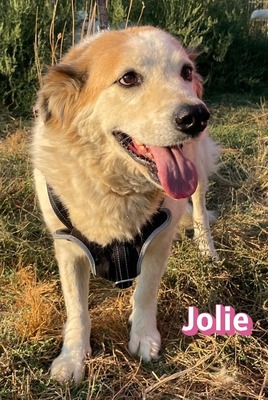 Jolie, Mischling - Hündin