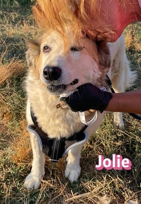 Jolie, Mischling - Hündin