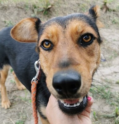 Jolie, Schäfer-Mischling - Hündin