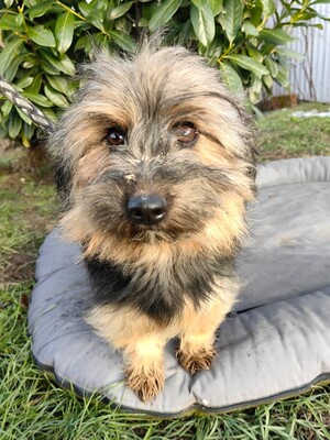 Jolie sucht ihr für-immer-Zuhause, Yorki-Mischling Welpen - Hündin