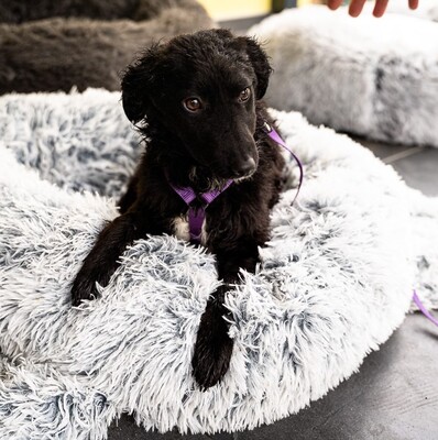 Jolina, mischling - Hündin