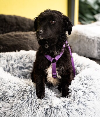 Jolina, mischling - Hündin