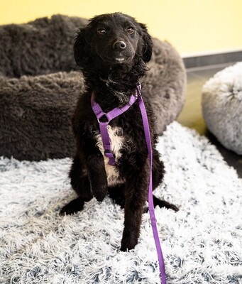 Jolina, mischling - Hündin