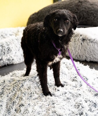 Jolina, mischling - Hündin