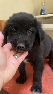 Jona, süßer Held sucht sein Glück, MIx Welpen - Rüde