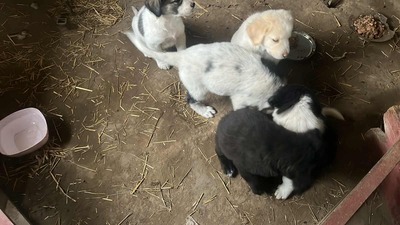 Jona, süßer Held sucht sein Glück, MIx Welpen - Rüde