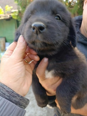 Jona, süßer Held sucht sein Glück, MIx Welpen - Rüde