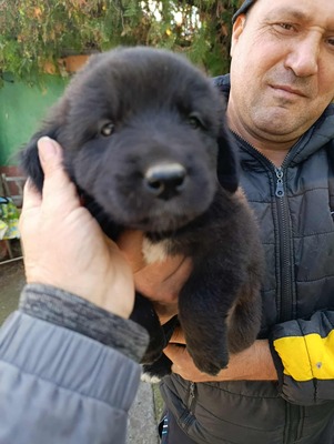 Jona, süßer Held sucht sein Glück, MIx Welpen - Rüde