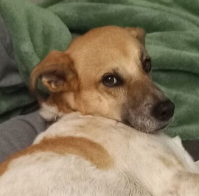 Jonas, Mischling - Rüde