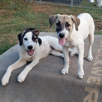 Jonas - eher der gemächliche Typ / Reserviert, gr. Schäferhund-Mischling - Rüde