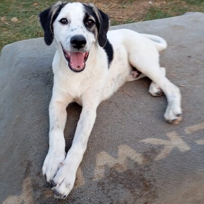 Jonas - eher der gemächliche Typ / Reserviert, gr. Schäferhund-Mischling - Rüde