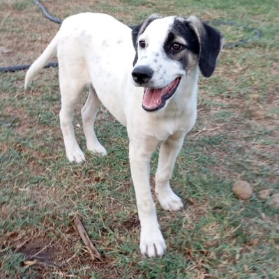Jonas - eher der gemächliche Typ, gr. Schäferhund-Mischling - Rüde