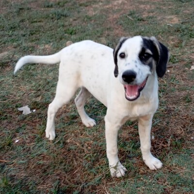 Jonas - eher der gemächliche Typ, gr. Schäferhund-Mischling - Rüde