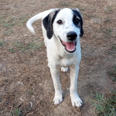 Jonas - eher der gemächliche Typ, gr. Schäferhund-Mischling - Rüde